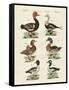 Different Kinds of Ducks-null-Framed Stretched Canvas