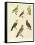 Different Kinds of Exotic Pigeons-null-Framed Stretched Canvas