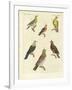 Different Kinds of Exotic Pigeons-null-Framed Giclee Print