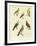 Different Kinds of Exotic Pigeons-null-Framed Giclee Print