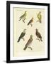 Different Kinds of Exotic Pigeons-null-Framed Giclee Print