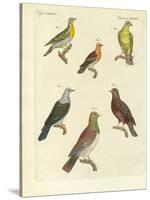 Different Kinds of Exotic Pigeons-null-Stretched Canvas