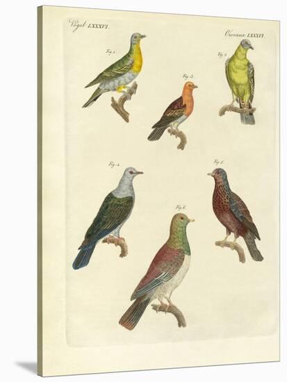 Different Kinds of Exotic Pigeons-null-Stretched Canvas