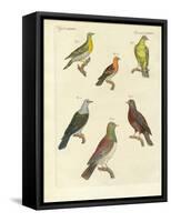 Different Kinds of Exotic Pigeons-null-Framed Stretched Canvas