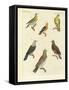 Different Kinds of Exotic Pigeons-null-Framed Stretched Canvas