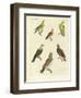 Different Kinds of Exotic Pigeons-null-Framed Giclee Print