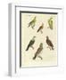 Different Kinds of Exotic Pigeons-null-Framed Giclee Print