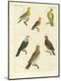 Different Kinds of Exotic Pigeons-null-Mounted Giclee Print