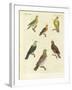 Different Kinds of Exotic Pigeons-null-Framed Giclee Print