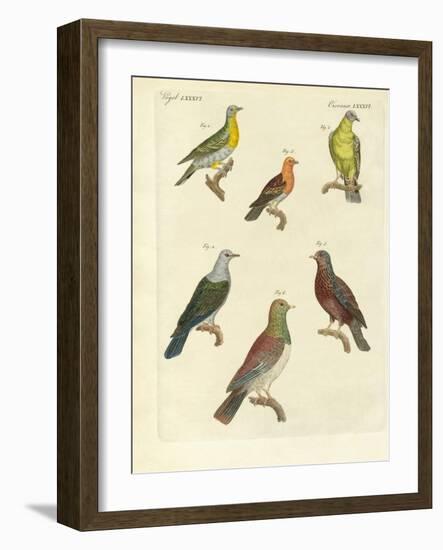 Different Kinds of Exotic Pigeons-null-Framed Giclee Print