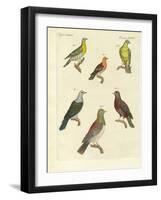 Different Kinds of Exotic Pigeons-null-Framed Giclee Print