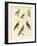 Different Kinds of Exotic Pigeons-null-Framed Giclee Print