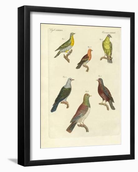 Different Kinds of Exotic Pigeons-null-Framed Giclee Print