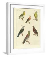 Different Kinds of Exotic Pigeons-null-Framed Giclee Print