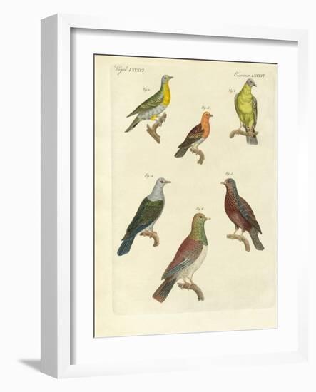 Different Kinds of Exotic Pigeons-null-Framed Giclee Print