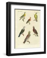 Different Kinds of Exotic Pigeons-null-Framed Premium Giclee Print