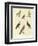 Different Kinds of Exotic Pigeons-null-Framed Premium Giclee Print