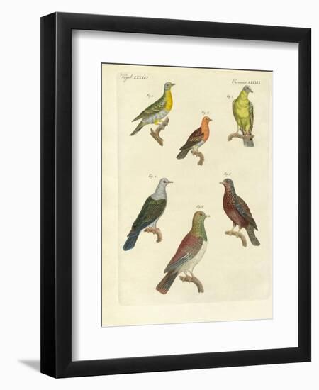 Different Kinds of Exotic Pigeons-null-Framed Premium Giclee Print