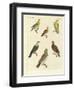 Different Kinds of Exotic Pigeons-null-Framed Premium Giclee Print