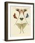 Different Kinds of Foreign Butterflies-null-Framed Giclee Print