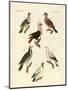 Different Kinds of Foreign Pigeons-null-Mounted Premium Giclee Print