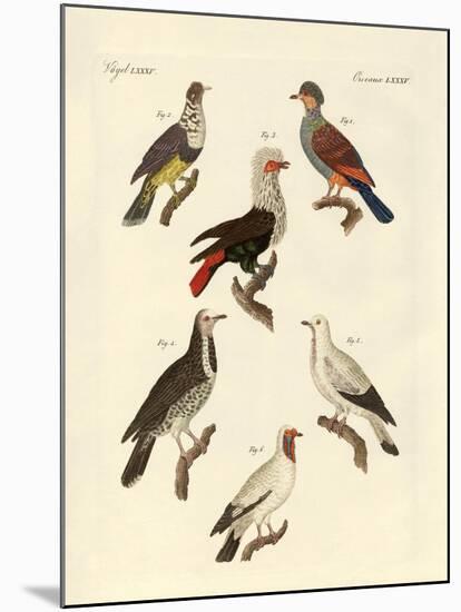 Different Kinds of Foreign Pigeons-null-Mounted Giclee Print