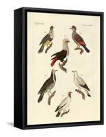 Different Kinds of Foreign Pigeons-null-Framed Stretched Canvas