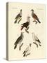 Different Kinds of Foreign Pigeons-null-Stretched Canvas