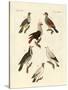 Different Kinds of Foreign Pigeons-null-Stretched Canvas