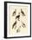 Different Kinds of Foreign Pigeons-null-Framed Giclee Print