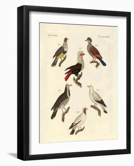 Different Kinds of Foreign Pigeons-null-Framed Giclee Print