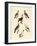 Different Kinds of Foreign Pigeons-null-Framed Giclee Print