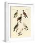 Different Kinds of Foreign Pigeons-null-Framed Giclee Print