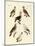 Different Kinds of Foreign Pigeons-null-Mounted Giclee Print