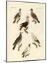 Different Kinds of Foreign Pigeons-null-Mounted Giclee Print