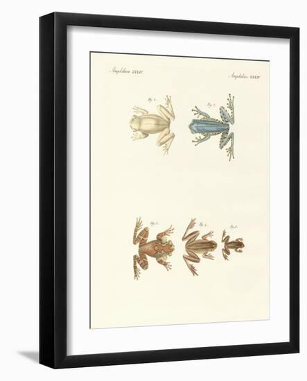 Different Kinds of Foreign Tree Frogs-null-Framed Giclee Print