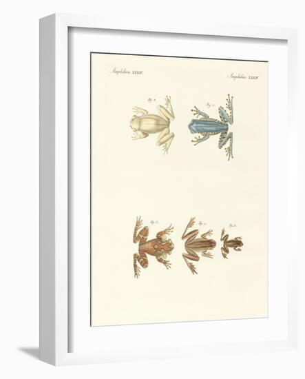 Different Kinds of Foreign Tree Frogs-null-Framed Giclee Print