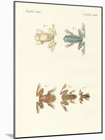 Different Kinds of Foreign Tree Frogs-null-Mounted Giclee Print