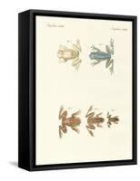 Different Kinds of Foreign Tree Frogs-null-Framed Stretched Canvas