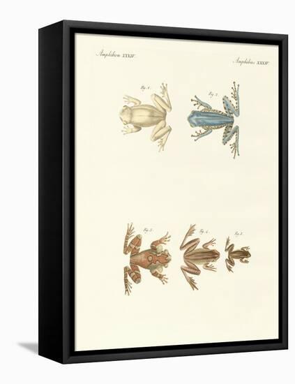 Different Kinds of Foreign Tree Frogs-null-Framed Stretched Canvas