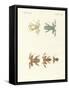 Different Kinds of Foreign Tree Frogs-null-Framed Stretched Canvas
