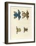 Different Kinds of Foreign Tree Frogs-null-Framed Giclee Print