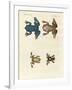 Different Kinds of Foreign Tree Frogs-null-Framed Giclee Print