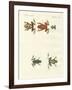 Different Kinds of Foreign Tree Frogs-null-Framed Giclee Print