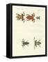 Different Kinds of Foreign Tree Frogs-null-Framed Stretched Canvas