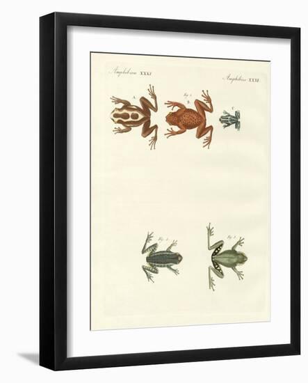 Different Kinds of Foreign Tree Frogs-null-Framed Giclee Print