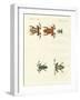 Different Kinds of Foreign Tree Frogs-null-Framed Giclee Print