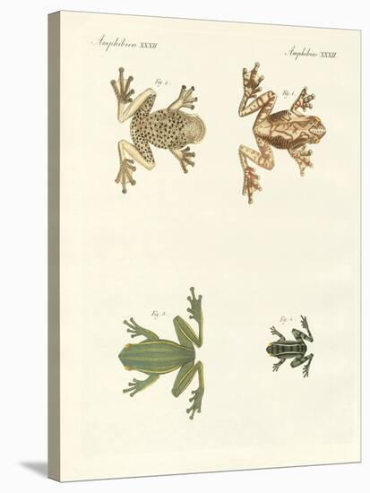 Different Kinds of Foreign Tree Frogs-null-Stretched Canvas