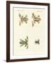 Different Kinds of Foreign Tree Frogs-null-Framed Giclee Print