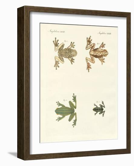 Different Kinds of Foreign Tree Frogs-null-Framed Giclee Print